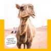 Opera Camel 4 seizoenen kameelharen dekbed - 140 x 200